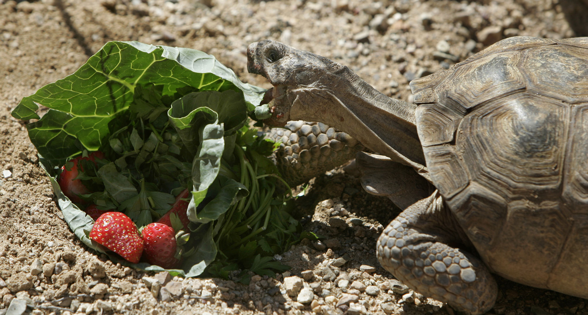 Desert tortoises